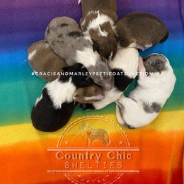 Shetland Sheepdog puppies from Country Chic Shelties