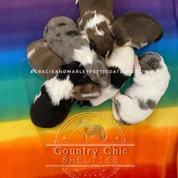 Shetland Sheepdog puppies from Country Chic Shelties