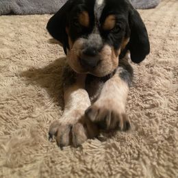 Bluetick Coonhound and Poodle Puppies from Dejah Bleu Kennels