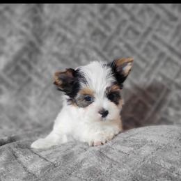 Marshall - Parti male Yorkshire Terrier puppy in Middleton, Idaho from Rocky Mountain Yorkies
