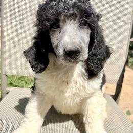 Nova - Parti female Poodle puppy in Meadowbrook, California from Standard Poodle Pups
