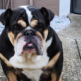 Sophia - Bulldog
