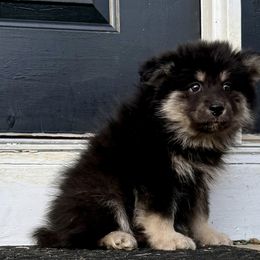 Male for Show Home - Black male Finnish Lapphund puppy in Cincinnati, Ohio from Timberwood Paws
