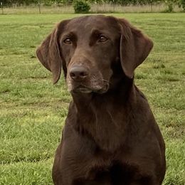 Stella - Labrador Retriever