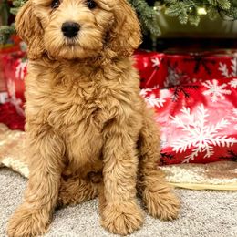 Bernedoodle, Goldendoodle, and Poodle Puppies from Anam Cara Pups
