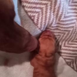 Vizsla Puppies from Foxfire Vizslas