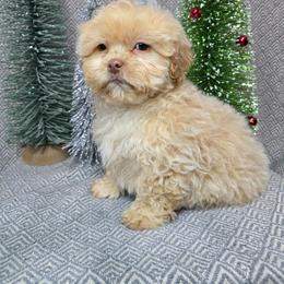 Benny - Gold male Shihpoo puppy in Hartville, Missouri from Petty Paws