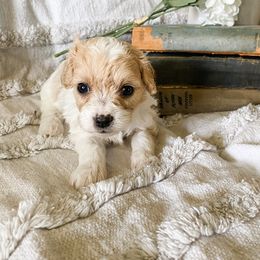 Boy 4 - male Cavapoo puppy in Marquand, Missouri from Perfectly Playful Doodles