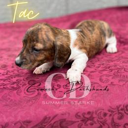Dachshund Puppies from Camacho_Dachshunds