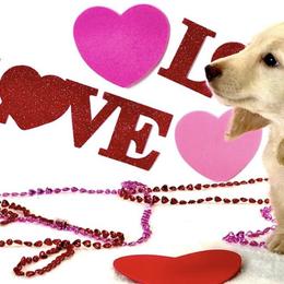 Dachshunds from Ooh La La Doxies