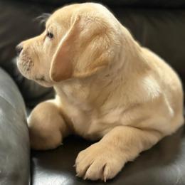 Labrador Retriever puppies from Holly and Handsome