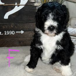 Aussiedoodle, Australian Shepherd, and Toy Australian Shepherd Puppies from Tumblin T Aussies and Aussiedoodles