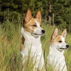 Norrbottenspets from Aarre Norrbottenspets