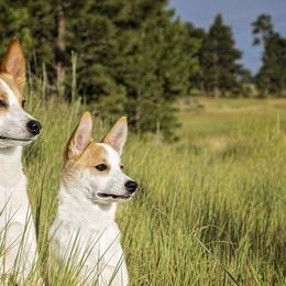 Norrbottenspets from Aarre Norrbottenspets