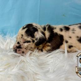 Jerry - Harlequin male Great Dane puppy in White City, Kansas from Southwind Great Danes
