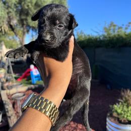 Boy 2 - Black male Xoloitzcuintli puppy in Lakeview, California from Xchaman Xoloitzcuintli