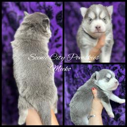 Meeko - Blue female Pomsky puppy in Rossville, Georgia from Scenic City Pomskies