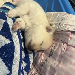 Pomeranian Puppies from Brumback Poms