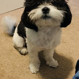 Wednesday - Shichon