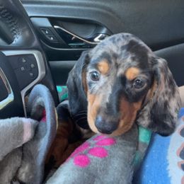 Dachshund Puppies from Mis Dachshunds’
