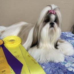 Winni - Shih Tzu