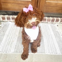 Goldendoodle Puppies from Proctor’s Petite Goldendoodles