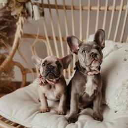 French Bulldog Puppies from Farm Fresh Frenchies