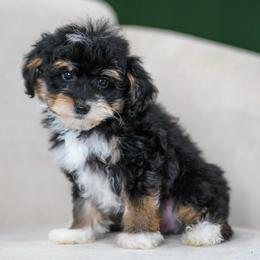 Cheerio - Tri-color male Bernedoodle puppy in Dundee, Ohio from Down Home Doodle