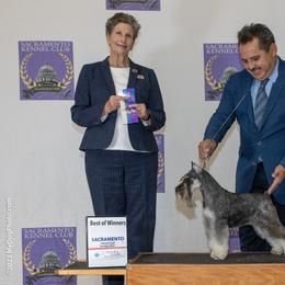 Kelly - Miniature Schnauzer