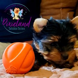 Yorkshire Terrier Puppies from Pixieland Yorkshire Terriers