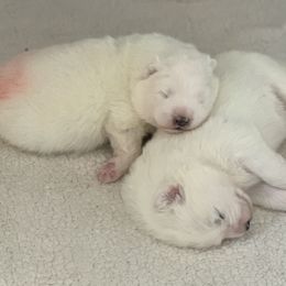 Samoyed Puppies from ArticCross Samoyeds-Florida