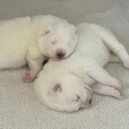 Samoyed Puppies from ArticCross Samoyeds-Florida