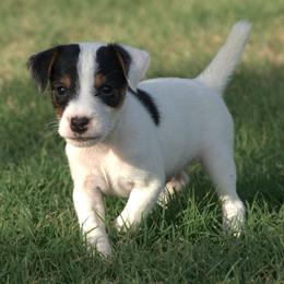 Rebel - Tri-color male Jack Russell Terrier puppy in Menifee, California from Wendover Terriers