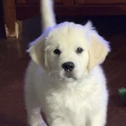 Golden Retriever Puppies from Steele Goldens