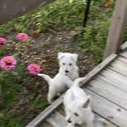 West Highland White Terriers from Scotty's Westies