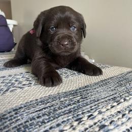 Doberman Pinscher and Labrador Retriever Puppies from GFDutton Retrievers & Dalla Grazia Dobermans