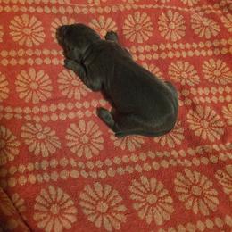 Girl 1 - Blue and rust female Doberman Pinscher puppy in New River, Arizona from Desert Mountain Dobermans