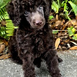 Poodle Puppies from Anna-Ash Poodles