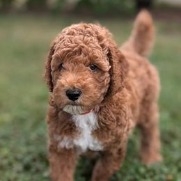 Ben - Red  male Poodle puppy in Rockvale, Tennessee from Robin's Nest Farm