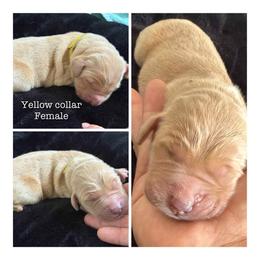 Yellow - Golden female Golden Retriever puppy in Groveland, Florida from Daisy Lynn Goldens