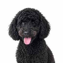 Dixie - Goldendoodle