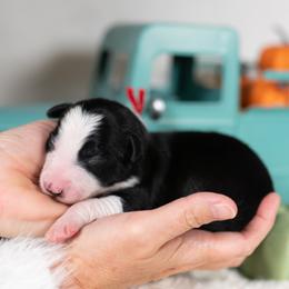 Raven - Black and white female Border Collie puppy in Conway, Missouri from 2J 2K Border Collies | Maremma Sheepdogs