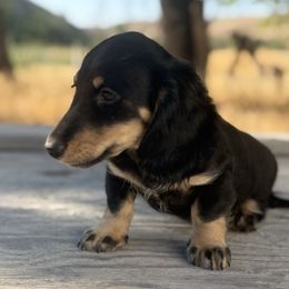 Brody - Black and cream male Dachshund puppy in Pendleton, Oregon from Upper Rock Creek Dachshunds