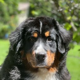 Jersey - Bernese Mountain Dog