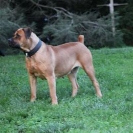 GRACEFUL - Boerboel