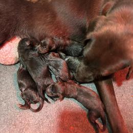 Remi 2.0 - Chocolate female Labrador Retriever puppy in Mount Olive, Mississippi from 3 King Kennels