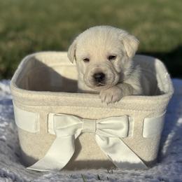 Coton de Tulear Puppies from Flourishing Family Farms