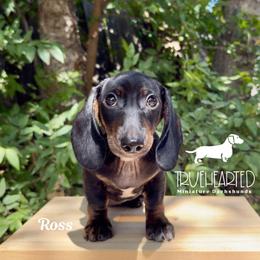 Ross - Black and tan male Dachshund puppy in Royse City, Texas from Truehearted Miniature Dachshunds