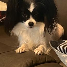 Chloe - Papillon