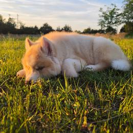 Pomsky and Siberian Husky Puppies from A-Dream Pomsky Kennel